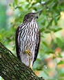 Cooper's Hawk (Accipiter cooperii) - Immature | The Cooper's… | Flickr