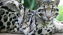 El leopardo nublado de Formosa que se creía extinto, reaparece - CCEEA