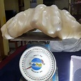 The world's largest natural clam pearl may have been uncovered in the ...