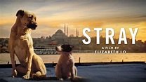 Stray - Official Trailer - YouTube