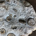 Ammoniten - Sonderausstellung in Solnhofen ~ Altmühlfranken - Naturpark ...