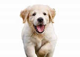 Golden Retriever Puppy PNG High Quality Image - PNG All | PNG All