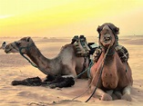 Fotos gratis : paisaje, Desierto, camello, África, fauna, vacaciones ...
