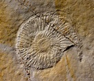Fossilien, Ammoniten aus Solnhofen.