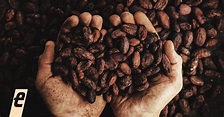 A história do cacau e o trabalho escravo nos mercados de chocolate ...