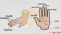 Parts of the Hand: Useful Hand Parts Names with Pictures • 7ESL