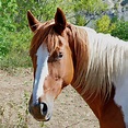 Horse Head Close · Free photo on Pixabay