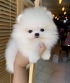 teacup pomeranian puppies for sale - Classifieds.uk | Free Classified ...
