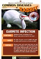 8-Common-diseases-of-rabbits – SOREHOCKS - Ministry of Agriculture ...