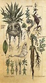 Mandragora en 2019 | Dibujos de plantas medicinales, Arte inspirador y ...