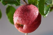 Apfel Jonathan - Malus Jonathan günstig kaufen