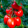 Rio Grande Tomato (Solanum lycopersicum) - Annie's Heirloom Seeds