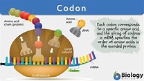 Codon - Definition and Examples - Biology Online Dictionary