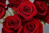 Rosa roja Freedom 🥇 La reina de las rosas rojas!!