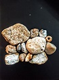 Collection of little fossils found on the Lake Front. The animals that ...