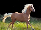 The Palomino Horse Breeds: History, Origin & Cost (2020)