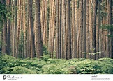 den Wald vor lauter Bäumen nicht sehen - ein lizenzfreies Stock Foto ...