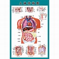 人體內臟解剖系統示意圖醫學胃腸消化人體器官心臟結構圖醫院海報