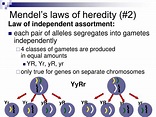 PPT - Mendel, Genes, and Inheritance PowerPoint Presentation, free ...