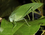 SALTAMONTES HOJA VERDE (Stilpnochlora couloniana) Imagen & Foto ...