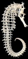 Seahorse skeleton::::natural geometry | Seahorse, Sea creatures, Sea ...
