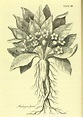 Mandrágora | Dibujos botánicos, Ilustración de botánica, Dibujo botánico