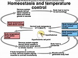 Human Biology Online Lab / Body temperature homeostasis