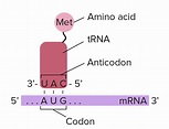 tRNA | PMG Biology