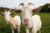 White Goats | Copyright-free photo (by M. Vorel) | LibreShot