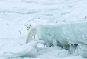 Arctic Fox Image | National Geographic Your Shot Photo of the Day