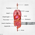 Menschliche Organe Stockfoto und mehr Bilder von Anatomie - Anatomie ...