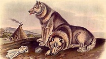 Study: At Least Five Dog Lineages Existed 11,000 Years Ago ...