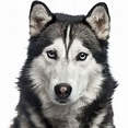 Husky Siberiano: carácter, características, educación y + información.