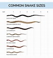 Snake Identification, Anatomy, & Life Cycle | Types of Snakes