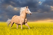 Dreaming in Gold: 12 Palomino Horses That Remind Us of Butterscotch