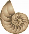 Ammonoidea Ammonite Fossil clipart. Free download transparent .PNG ...