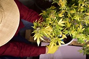 Eerste hulp bij wietplanten met bladproblemen - CNNBS.nl