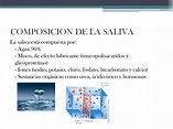 PPT - SALIVA PowerPoint Presentation, free download - ID:1081094