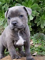 Blue Staffordshire Bull Terrier Puppy | PETSIDI