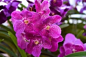 20 Types of Orchids to Use as Houseplants