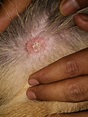 Ringworm in Dogs: How to Spot, Treat, and Prevent - A-Z Animals