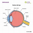 Cuidar la vista y evita enfermedades - CinfaSalud