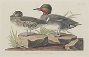 Publican el diario de John James Audubon, pintor de aves del siglo XIX