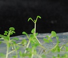 Científicos japoneses descubren formas de regenerar tejidos vegetales ...