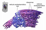 ¿Qué es el retículo endoplasmático? - Curiosoando