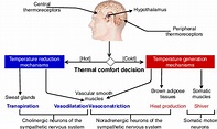 A simplified human thermoregulation -the hypothalamus checks the body's ...
