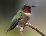 Hummingbird: Key Facts — Forest Wildlife