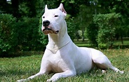 Guia de Raças – Dogo Argentino - MelhorAmigo.Dog