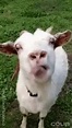Goat Eating GIF - Goat Eating - Discover & Share GIFs