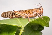 What are locusts and why do they swarm? | Live Science